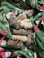 Boy 8, a male French Bulldog for sale in Greensboro, NC – Photo 4 of 6