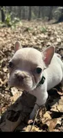 Light blue Collar, a female French Bulldog for sale in Greensboro, NC – Photo 2 of 4