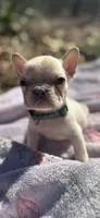 Light blue Collar, a female French Bulldog for sale in Greensboro, NC – Photo 3 of 4