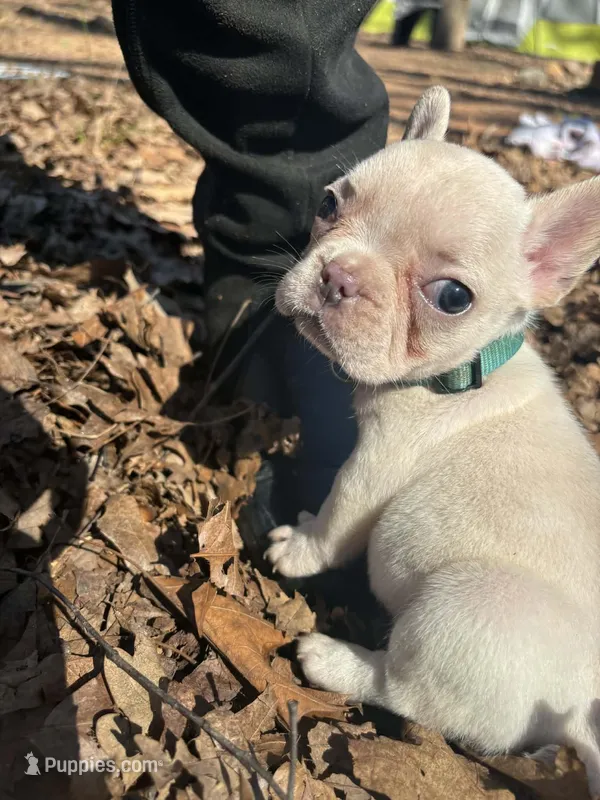 Light blue Collar – French Bulldog puppy for sale in Greensboro, NC