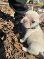 Light blue Collar, a female French Bulldog for sale in Greensboro, NC – Photo 1 of 4