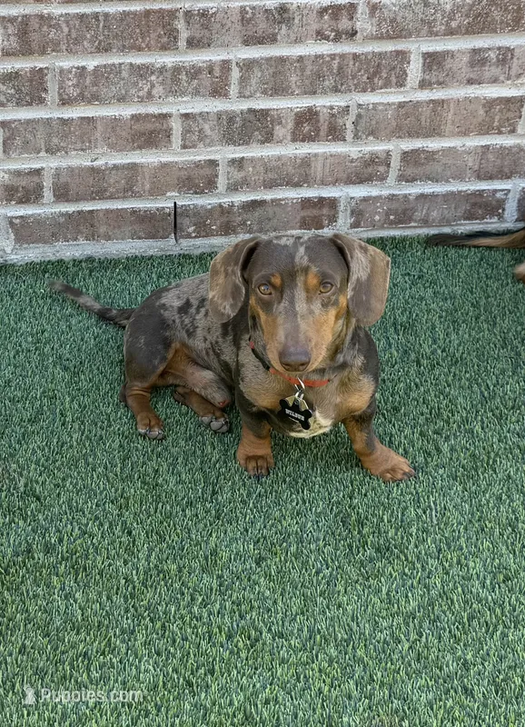 Full Akc Dapple Male  – Miniature Dachshund puppy for sale in Odessa, TX