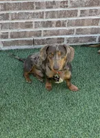 Full Akc Dapple Male , a male Miniature Dachshund for sale in Odessa, TX – 1 of 2