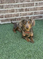 Full Akc Dapple Male , a male Miniature Dachshund for sale in Odessa, TX – 2 of 2