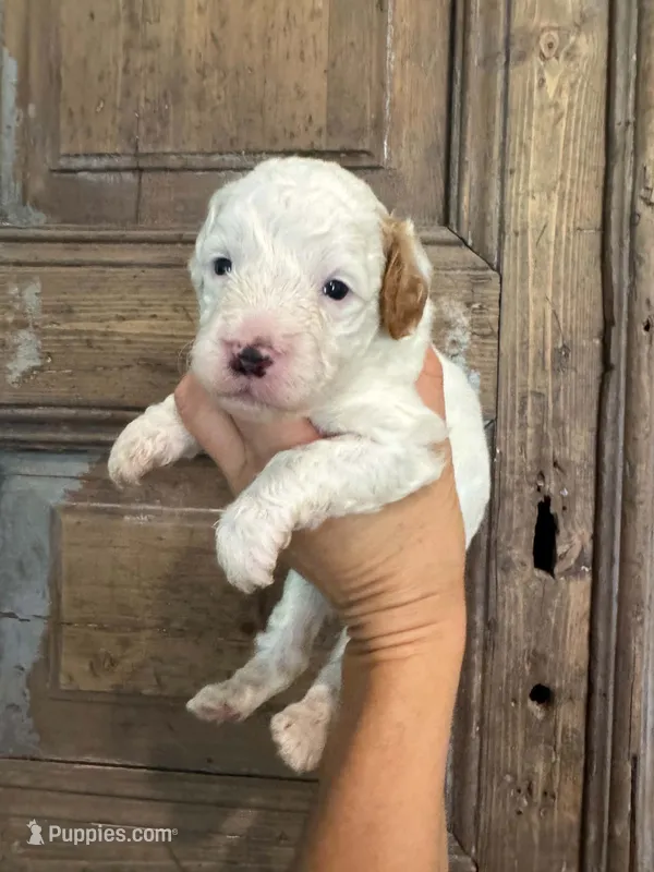 Sunny – Cavapoo, Poodle - Miniature  puppy for sale in Gilbert, AZ