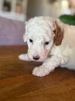 Sunny, a male Cavapoo and Poodle - Miniature  for sale in Gilbert, AZ – 3 of 9