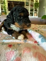 Autumn, a female Bernedoodle for sale in Gilbert, AZ – 2 of 6