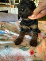 Candy, a female Bernedoodle for sale in Gilbert, AZ – 4 of 7