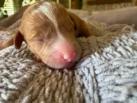 Malibu , a male Cavapoo and Poodle - Miniature  for sale in Gilbert, AZ – 2 of 6