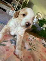 Timber, a male Bernedoodle for sale in Gilbert, AZ – 5 of 7