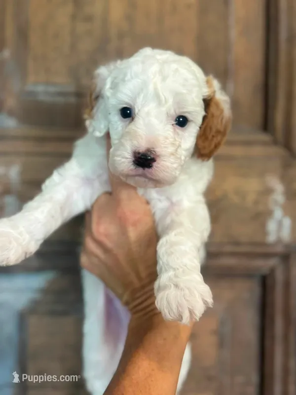Sunny – Cavapoo, Poodle - Miniature  puppy for sale in Gilbert, AZ