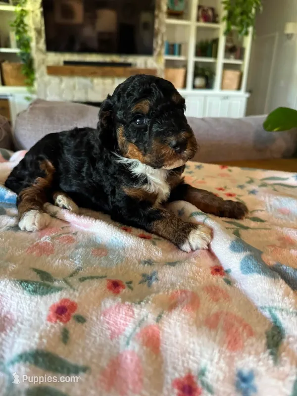 Autumn – Bernedoodle puppy for sale in Gilbert, AZ
