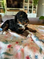 Autumn, a female Bernedoodle for sale in Gilbert, AZ – 1 of 6