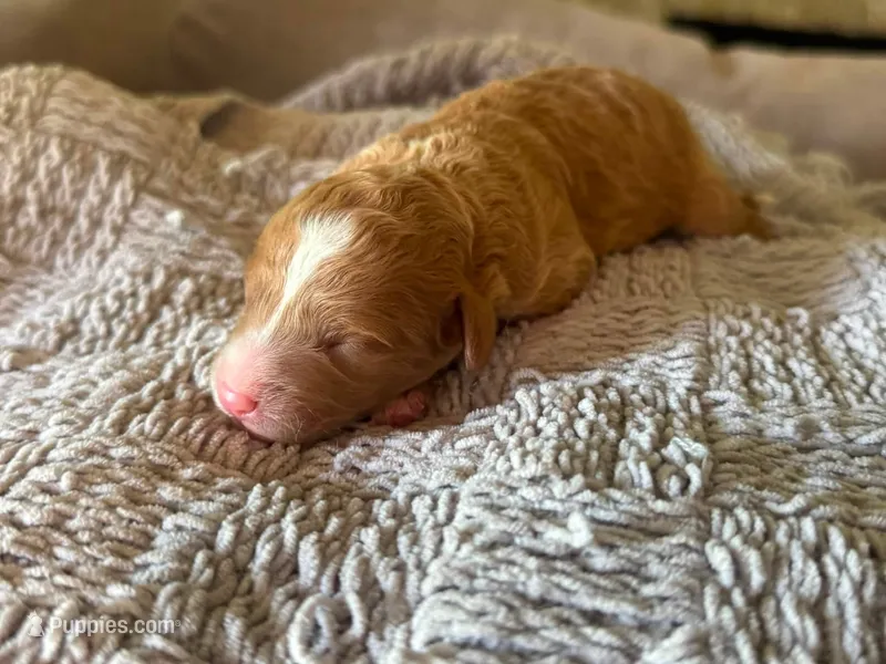 Malibu  – Cavapoo, Poodle - Miniature  puppy for sale in Gilbert, AZ
