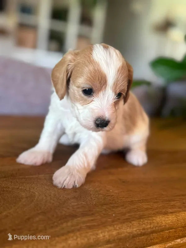 Surf  – Cavapoo, Poodle - Miniature  puppy for sale in Gilbert, AZ