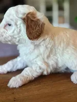 Sunny, a male Cavapoo and Poodle - Miniature  for sale in Gilbert, AZ – 8 of 9