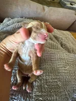 Malibu , a male Cavapoo and Poodle - Miniature  for sale in Gilbert, AZ – 3 of 6