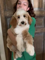 Timber, a male Goldendoodle and Bernedoodle for sale in Gilbert, AZ – 3 of 6