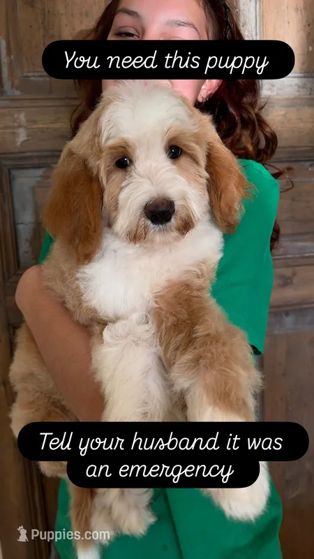 Timber – Goldendoodle, Bernedoodle puppy for sale in Gilbert, AZ