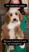 Timber, a male Goldendoodle and Bernedoodle for sale in Gilbert, AZ – 1 of 6