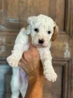 Sunny, a male Cavapoo and Poodle - Miniature  for sale in Gilbert, AZ – 2 of 9
