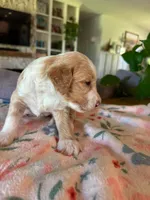 Timber, a male Bernedoodle for sale in Gilbert, AZ – 2 of 7