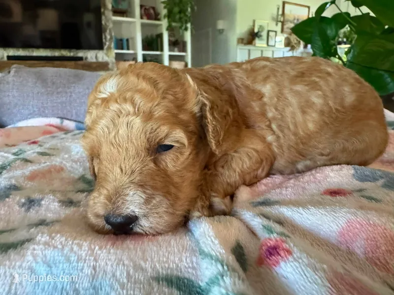 Harvest – Bernedoodle puppy for sale in Gilbert, AZ