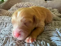 Sandy, a female Cavapoo and Poodle - Miniature  for sale in Gilbert, AZ – 3 of 8