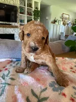 Jack O Lantern, a male Bernedoodle for sale in Gilbert, AZ – 3 of 3