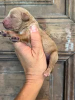 Coral, a female Cavapoo and Poodle - Miniature  for sale in Gilbert, AZ – 1 of 8
