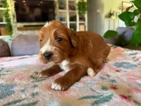 Pumpkin, a female Bernedoodle for sale in Gilbert, AZ – 6 of 7