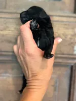 Wave, a male Cavapoo and Poodle - Miniature  for sale in Gilbert, AZ – 4 of 9