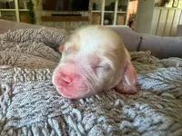 Surf , a male Cavapoo and Poodle - Miniature  for sale in Gilbert, AZ – 2 of 10