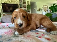 Pumpkin, a female Bernedoodle for sale in Gilbert, AZ – 5 of 7