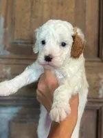 Sunny, a male Cavapoo and Poodle - Miniature  for sale in Gilbert, AZ – 4 of 9