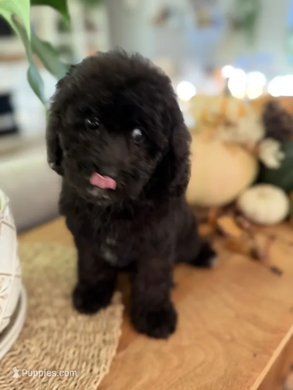 Wave  – Cavapoo puppy for sale in Gilbert, AZ