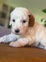 Sunny, a male Cavapoo and Poodle - Miniature  for sale in Gilbert, AZ – 7 of 9
