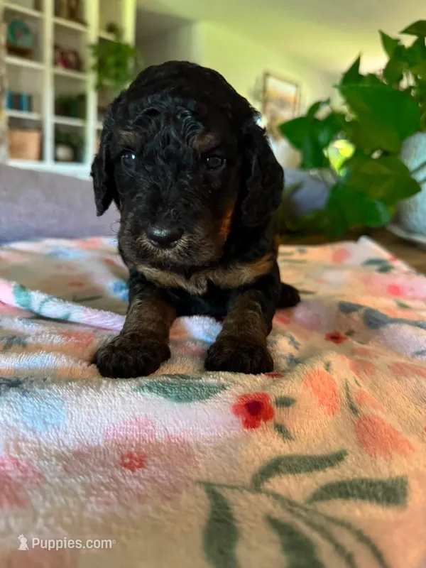 Candy – Bernedoodle puppy for sale in Gilbert, AZ