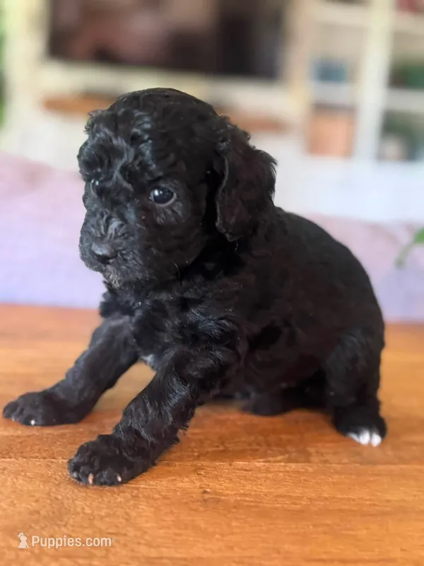 Wave – Cavapoo, Poodle - Miniature  puppy for sale in Gilbert, AZ
