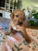 Jack O Lantern, a male Bernedoodle for sale in Gilbert, AZ – 2 of 3