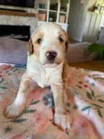 Timber, a male Bernedoodle for sale in Gilbert, AZ – 4 of 7