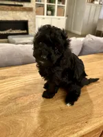 Wave, a male Cavapoo and Poodle - Miniature  for sale in Gilbert, AZ – 4 of 5