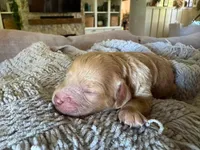 Coral, a female Cavapoo and Poodle - Miniature  for sale in Gilbert, AZ – 8 of 8