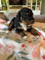 Autumn, a female Bernedoodle for sale in Gilbert, AZ – 4 of 6
