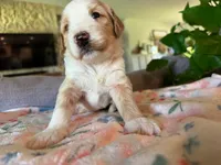 Timber, a male Bernedoodle for sale in Gilbert, AZ – 7 of 7
