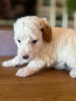 Sunny, a male Cavapoo and Poodle - Miniature  for sale in Gilbert, AZ – 6 of 9