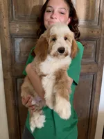 Timber, a male Goldendoodle and Bernedoodle for sale in Gilbert, AZ – 4 of 6