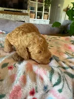 Harvest, a male Bernedoodle for sale in Gilbert, AZ – 3 of 3