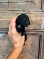 Wave, a male Cavapoo and Poodle - Miniature  for sale in Gilbert, AZ – 2 of 9
