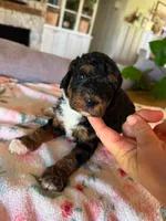 Autumn, a female Bernedoodle for sale in Gilbert, AZ – 6 of 6